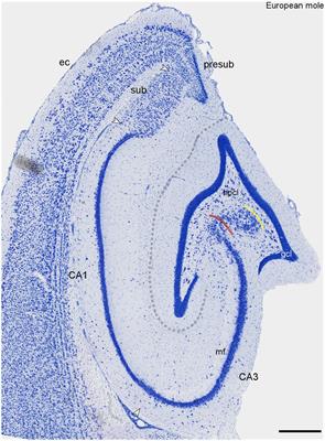 NECAB1-3, parvalbumin, calbindin, and calretinin in the hippocampus of the European mole